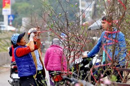 Sắc hồng đào Nhật Tân “gọi” Tết về phố